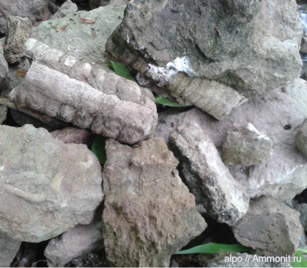 эндоцерасы