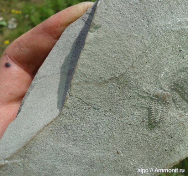 трилобиты, нижний кембрий