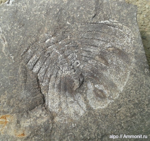 трилобиты, Granularia