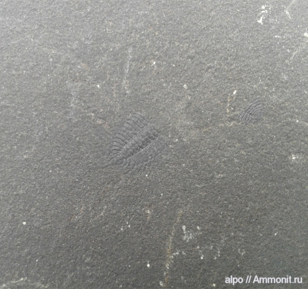 трилобиты, нижний кембрий