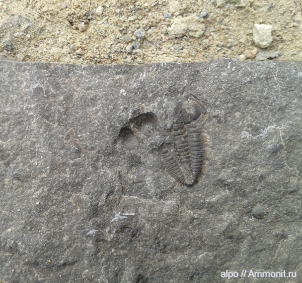 трилобиты, Bergeroniellus, нижний кембрий, Delgadella, Delgadella lenica, Bergeroniellus spinosus