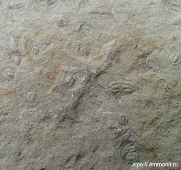 трилобиты, Agnostus, средний кембрий, Peronopsis