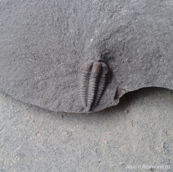 трилобиты, нижний кембрий