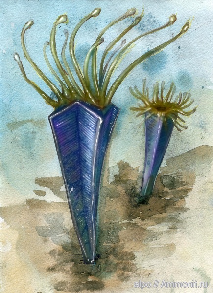 венд, эдиакарий, арт, Vendoconularia венд, эдиакарий, арт, Vendoconularia