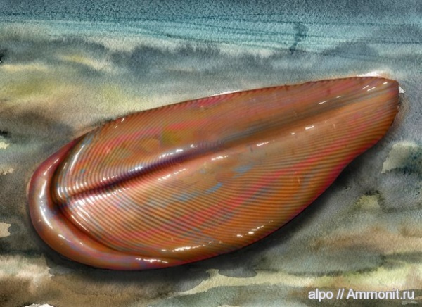 венд, эдиакарий, Andiva, арт