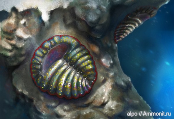 венд, эдиакарий, арт, Archaeaspinus