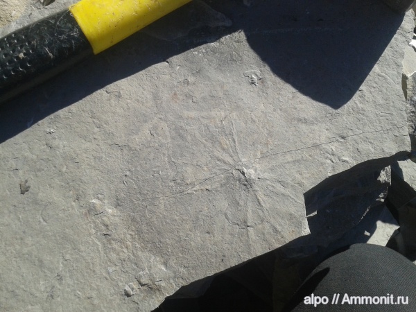 кембрий, Якутия