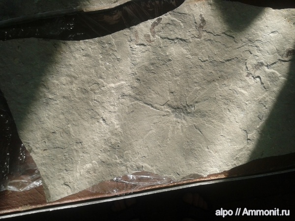 кембрий, Якутия