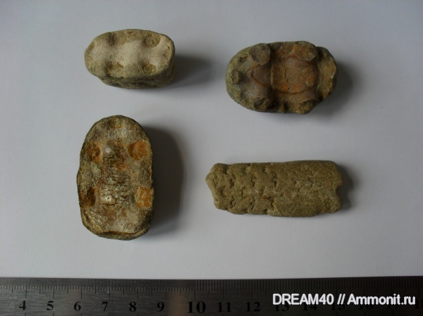 моллюски, мел, Baculites, Cretaceous