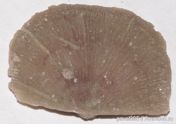 брахиоподы, Ильменский глинт