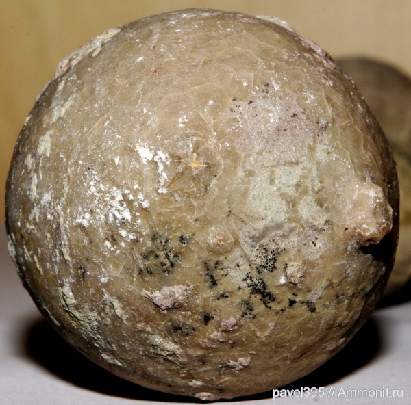 морские пузыри, Echinosphaerites, Echinosphaerites aurantium, Рогачевский карьер