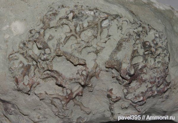 Река Плюсса