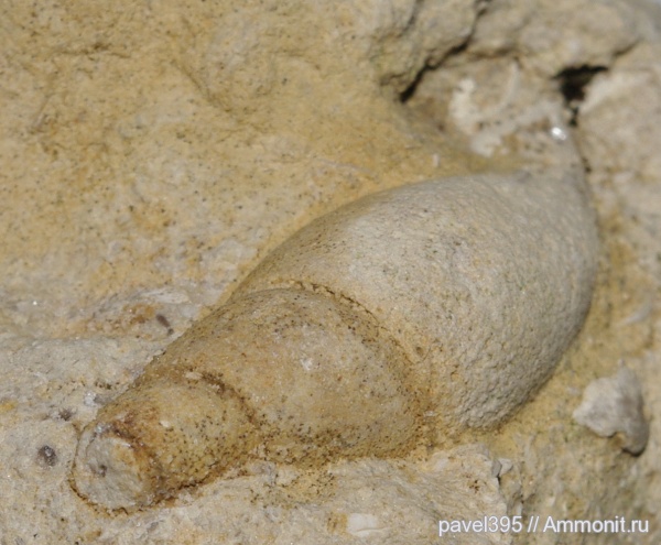 ордовик, Ленинградская область