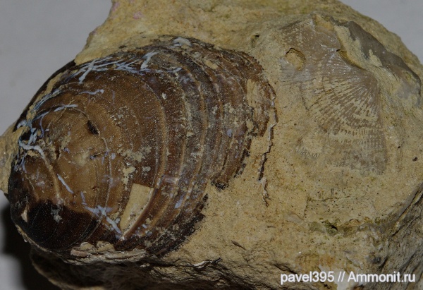 брахиоподы, ордовик, Ленинградская область