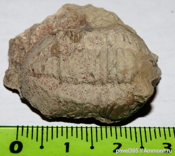 трилобиты, ордовик