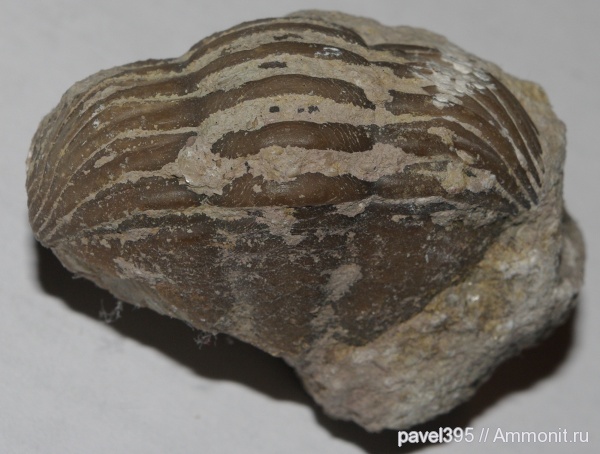 трилобиты, ордовик