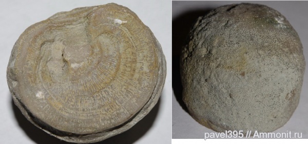 ордовик, мшанки, Ленинградская область, Dianulites