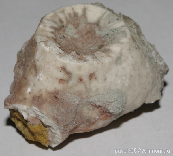 ордовик, Ленинградская область, holdfast