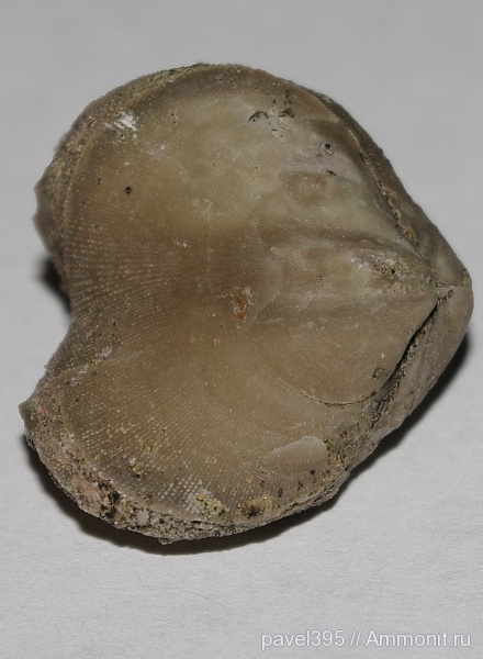 брахиоподы, ордовик, Ленинградская область