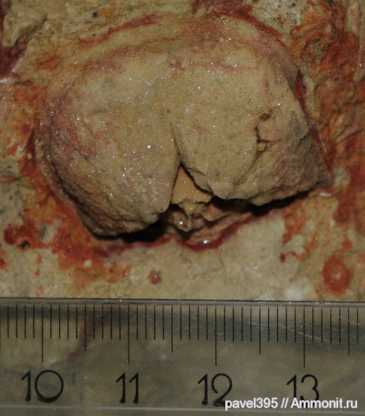брахиоподы, ордовик, Ленинградская область, Питкалево