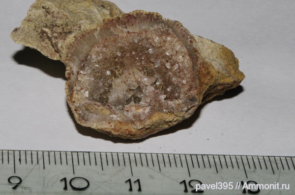 брахиоподы, ордовик, Ленинградская область