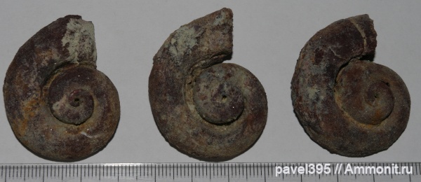 моллюски, девон, Ильменский глинт