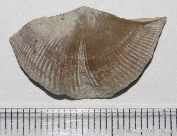 брахиоподы, верхний девон, Ильменский глинт