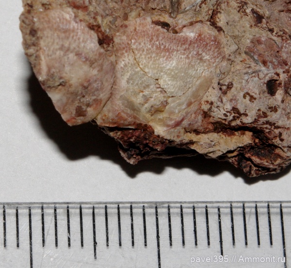 девон, рыбы, Ильменский глинт