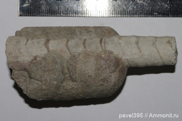 ордовик, эндоцерасы