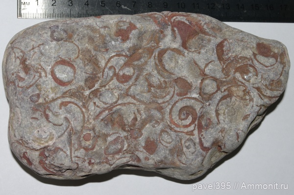 брахиоподы, верхний девон, Ильменский глинт