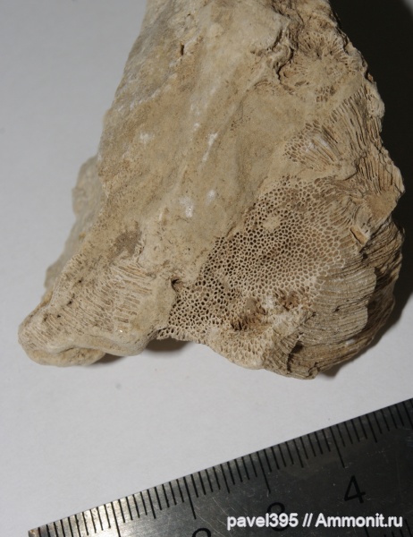 карбон, Chaetetes