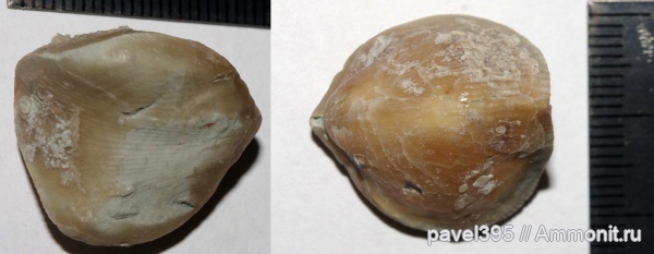 брахиоподы, девон, Ленинградская область