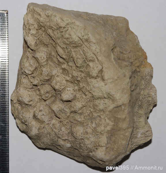 карбон, кораллы