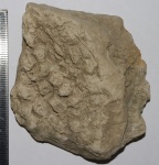 Коралл Актиноциатус (карбон)