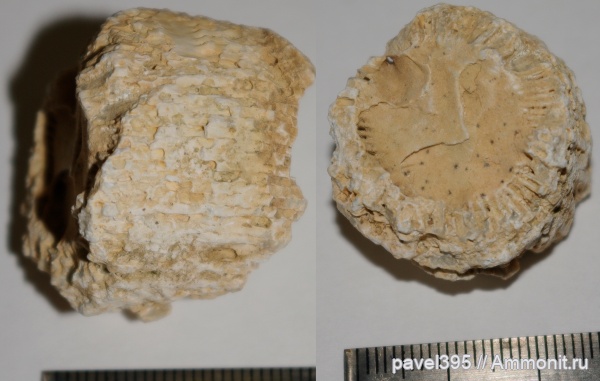 карбон, кораллы, Caninia