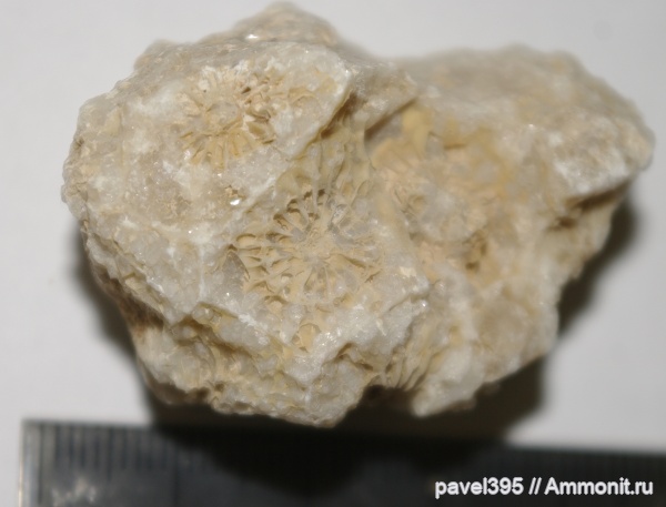 карбон, кораллы, Actinocyathus