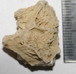 Коралл Actinocyathus (карбон, Угловка)