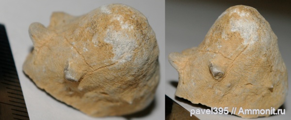 карбон, мшанки, Новгородская область, Угловка