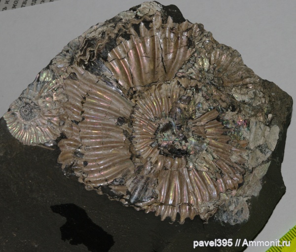 аммониты, меловой период, Ульяновская область, Deshayesites, Шиловка