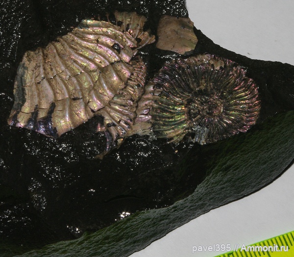 аммониты, меловой период, Ульяновская область, Шиловка