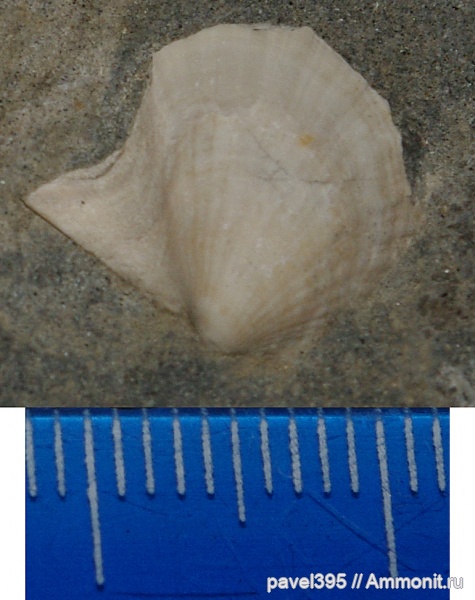 мезозой, двустворчатые моллюски, р. Волга, Oxytoma, Сланцевый Рудник