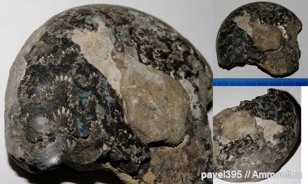 аммониты, юрский период, волжский ярус, Craspedites, р. Волга, верхняя юра, Сланцевый Рудник