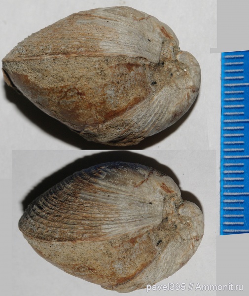 мезозой, Самарская область, р. Волга, Кашпир