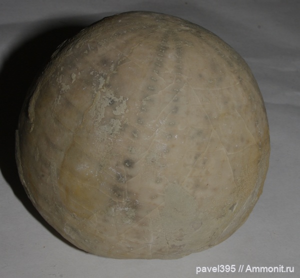 морские ежи, мел, верхний мел, Дагестан