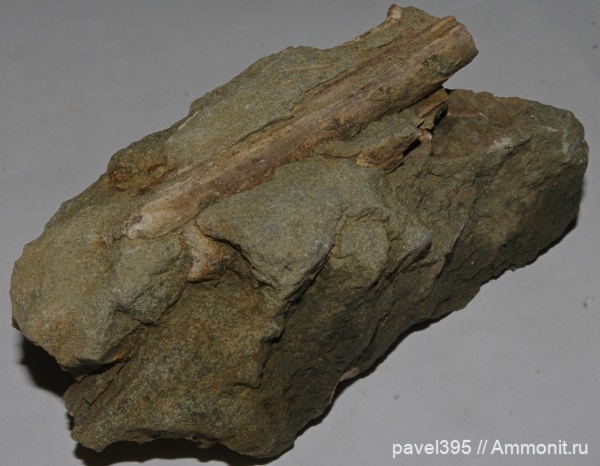 моллюски, мел, нижний мел, Дагестан