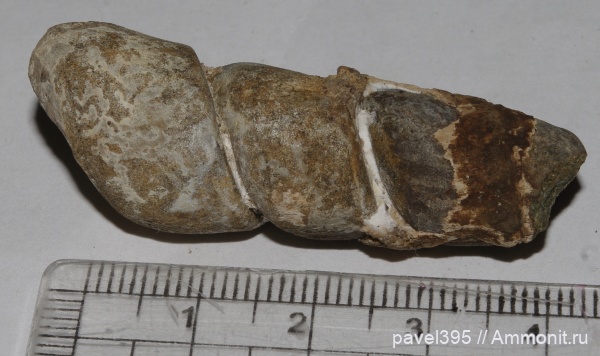 моллюски, мел, нижний мел, Дагестан