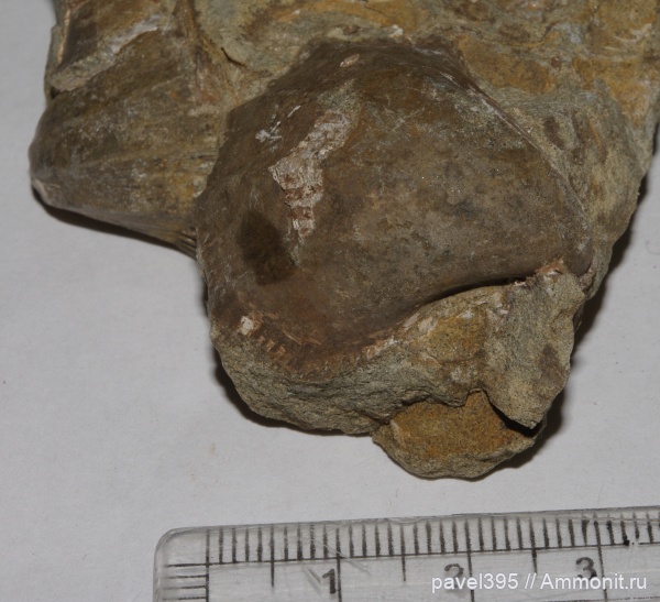 моллюски, мел, нижний мел, Дагестан