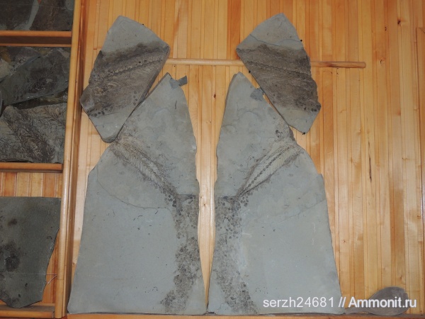 неоген, рыбы, кайнозойская эра, Краснодарский край, р. Пшеха, fish