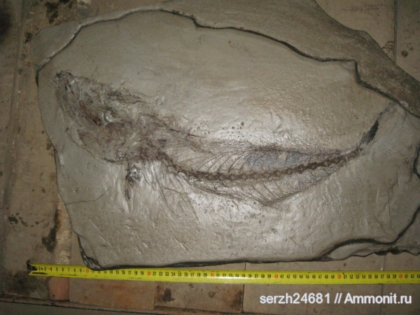 неоген, рыбы, кайнозойская эра, Краснодарский край, р. Пшеха, fish