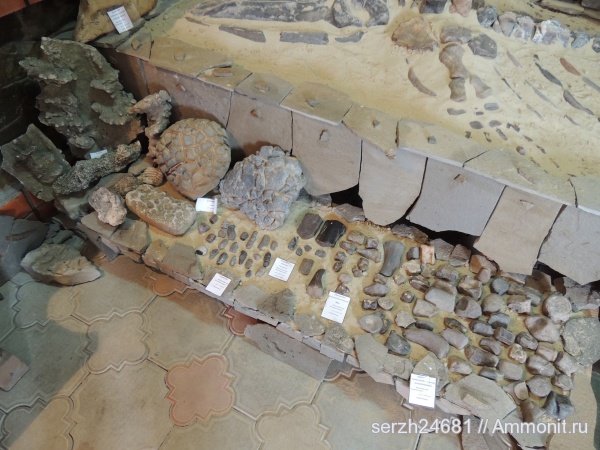 неоген, позвоночные, млекопитающие, кайнозойская эра, Краснодарский край, р. Пшеха